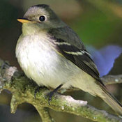 Yellow-bellied Flycatcher